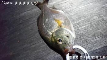 ¥¦¥ß¥¿¥Ê¥´