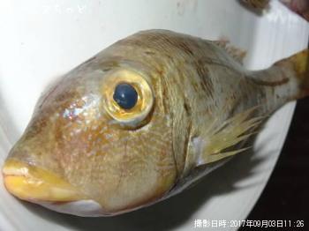 ¥¤¥Î¡¼¥à¥ë¡¼¡Ú¥¤¥È¥Õ¥¨¥Õ¥¡Û