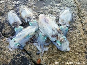 ¥¢¥ª¥ê¥¤¥«