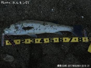 �����Х�