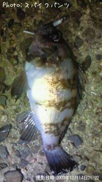 ¥á¥Ð¥ë¡¢¤¢¤¸