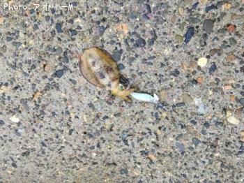 ¥¢¥ª¥ê¥¤¥«