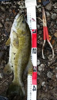 ���⡼��ޥ����Х�