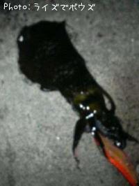 �����ꥤ��