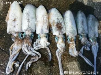 ¥¢¥ª¥ê¥¤¥«