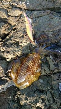 �����ꥤ��