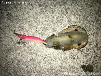 ¥¢¥ª¥ê¥¤¥«