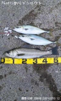 ¥·¡¼¥Ð¥¹¤È¥ï¥«¥·