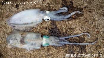 ¥¢¥ª¥ê¥¤¥«