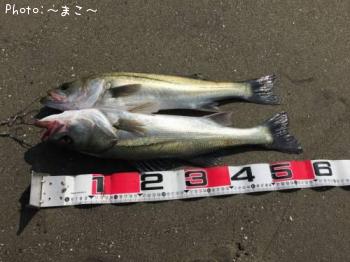 ¥µ¡¼¥Õ¥·¡¼¥Ð¥¹