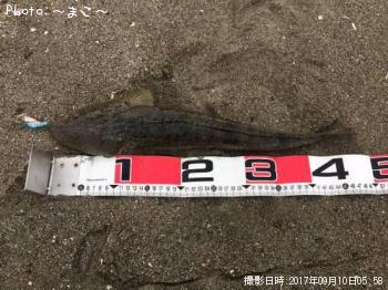 ¥µ¡¼¥Õ¥·¡¼¥Ð¥¹