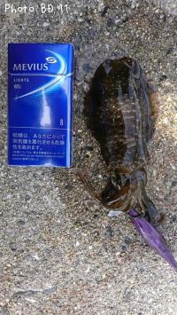 �����ꥤ��