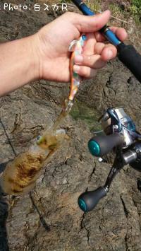 ¥¢¥ª¥ê¥¤¥«