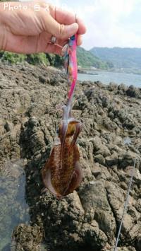 ¥¢¥ª¥ê¥¤¥«