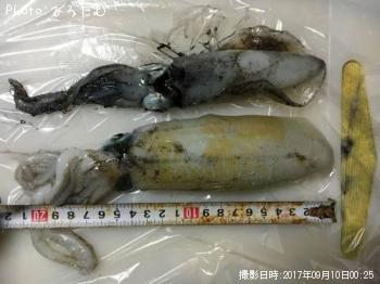 ¥¢¥ª¥ê¥¤¥«