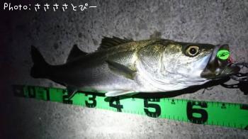 �����Х�