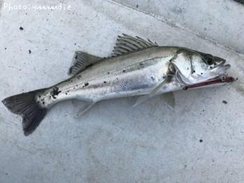 �����Х�