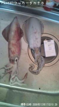 ¥·¡¼¥Ð¥¹¡¦¥ä¥ê¥¤¥«