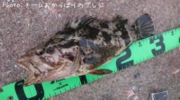 ¥¿¥±¥Î¥³¥á¥Ð¥ë