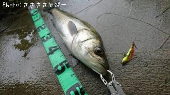 �����Х�