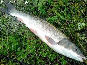 ¥Þ¥ë¥¿¥¦¥°¥¤