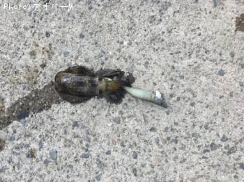 �����ꥤ��