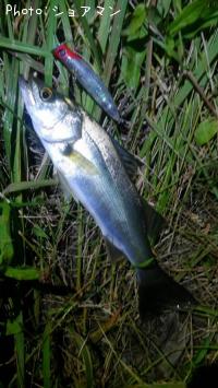 �����Х�