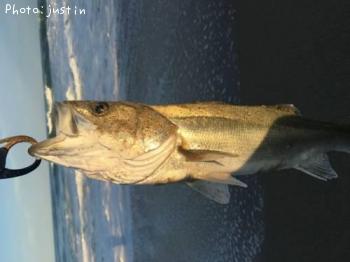 �����Х�