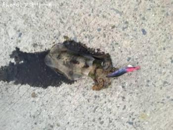 �����ꥤ��