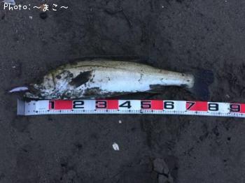 �����ե����Х�