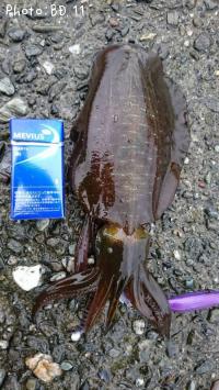 �����ꥤ��