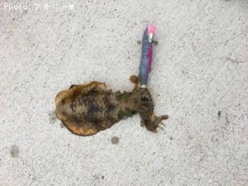 �����ꥤ��