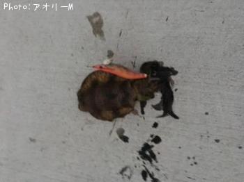 �����ꥤ��