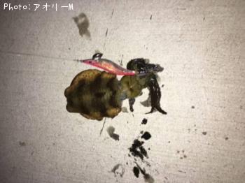 �����ꥤ��