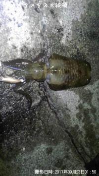 �����ꥤ��