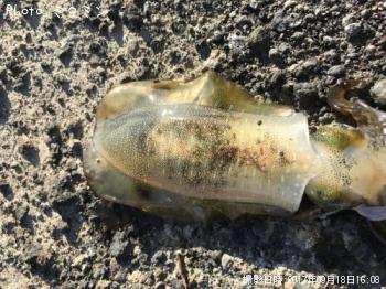 �����ꥤ��