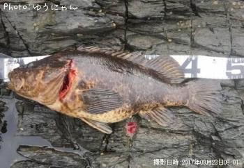 ¥¿¥±¥Î¥³¥á¥Ð¥ë