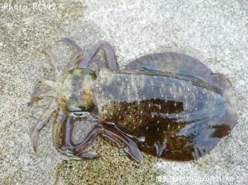 ¥¢¥ª¥ê¥¤¥«