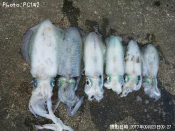 ¥¢¥ª¥ê¥¤¥«