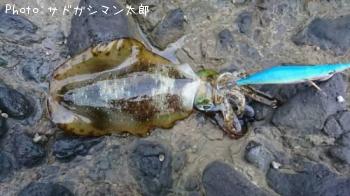 ¥¢¥ª¥ê¥¤¥«