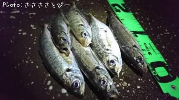 ��������Х�������Х����᥸��