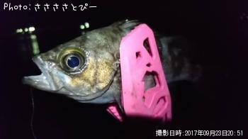 ��������Х�������Х����᥸��