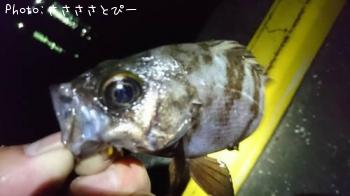 ��������Х�������Х����᥸��