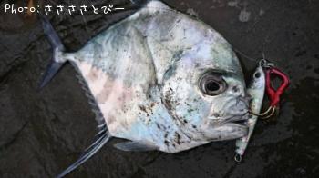 ���ʥ������ȥҥ�����