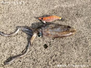 �����ꥤ��