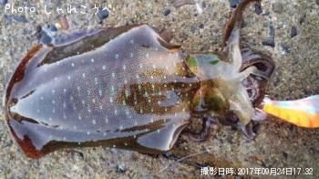 ¥¢¥ª¥ê¥¤¥«