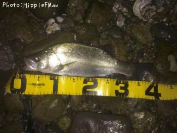 �ҥ饹����