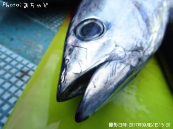 ¥«¥Á¥å¡¼¡Ú¥«¥Ä¥ª¡Û