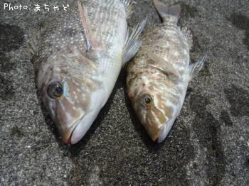 ���ޥ�ڥϥޥե��ե���