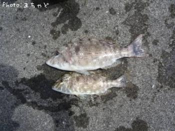 ���ޥ�ڥϥޥե��ե���